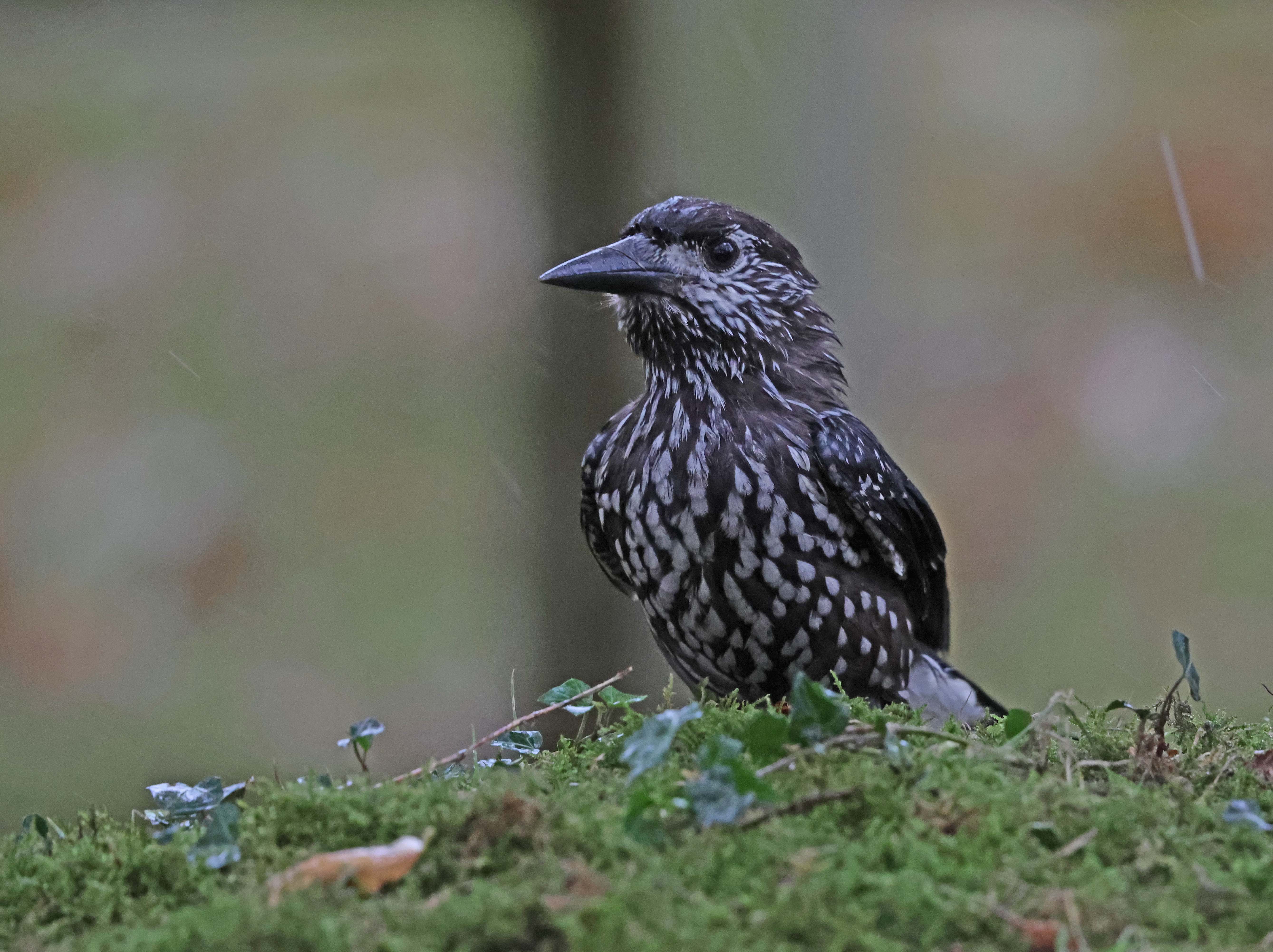 Slender-billed Nutcracker