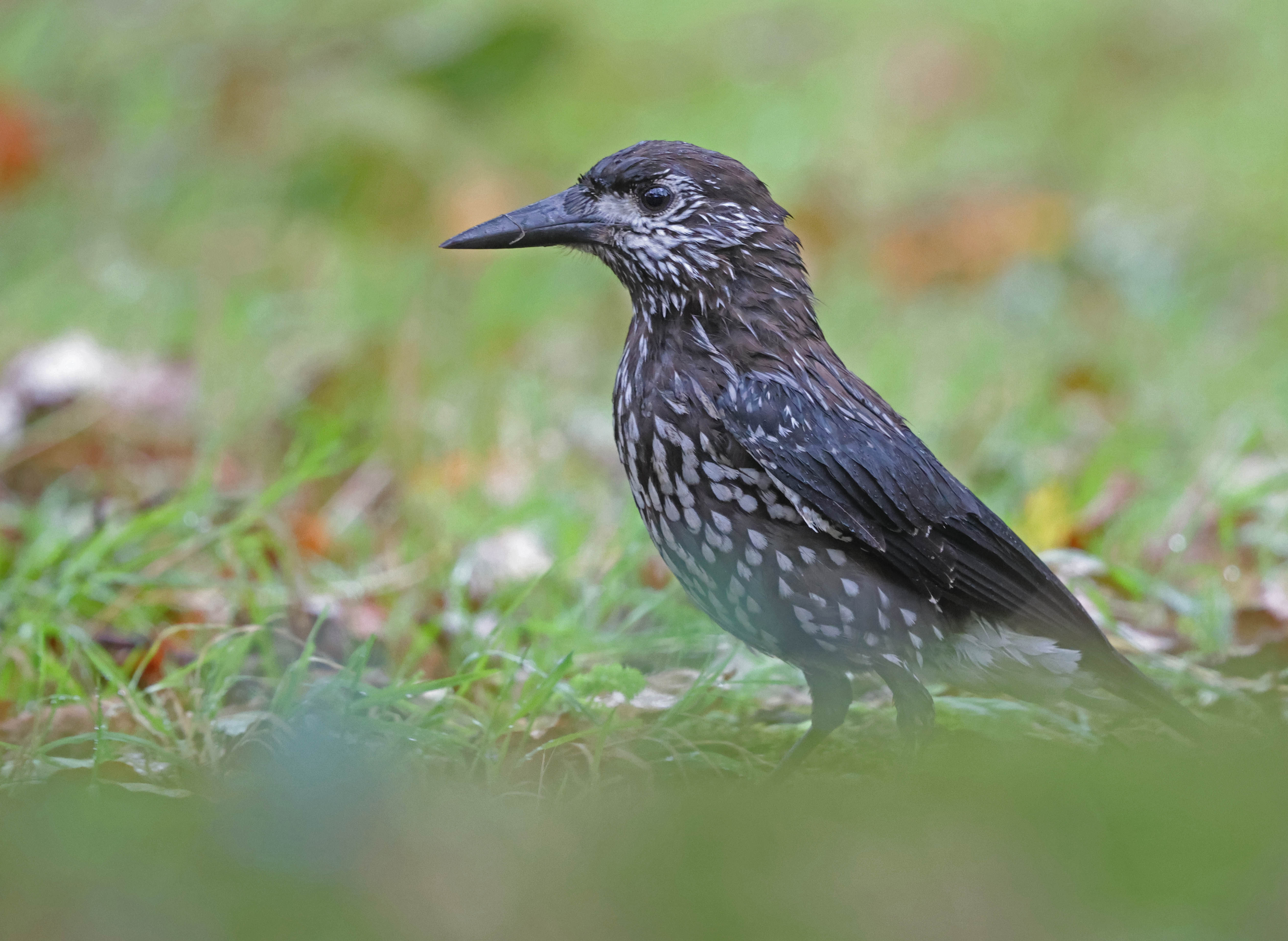 Slender-billed Nutcracker