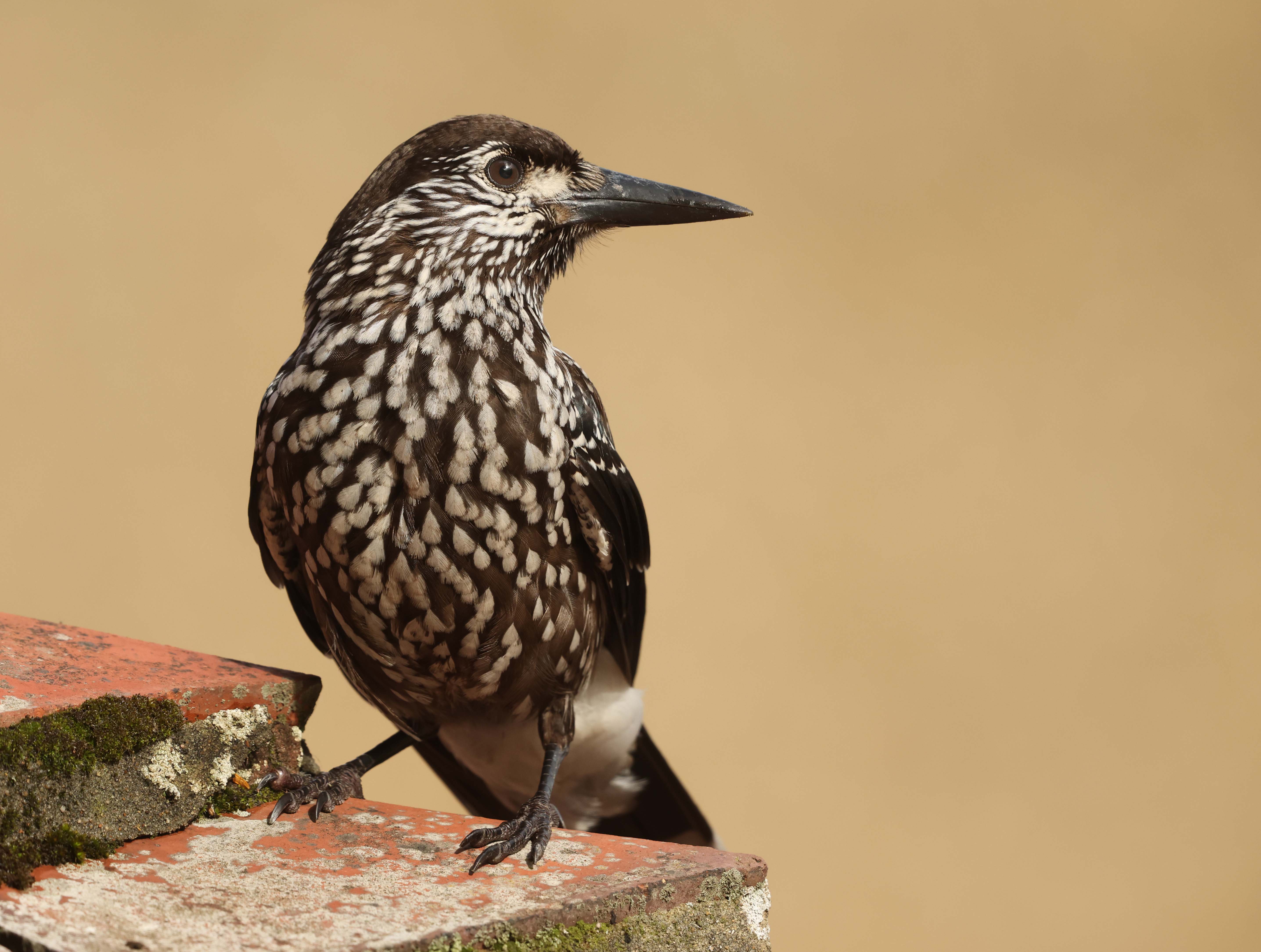 Slender-billed Nutcracker