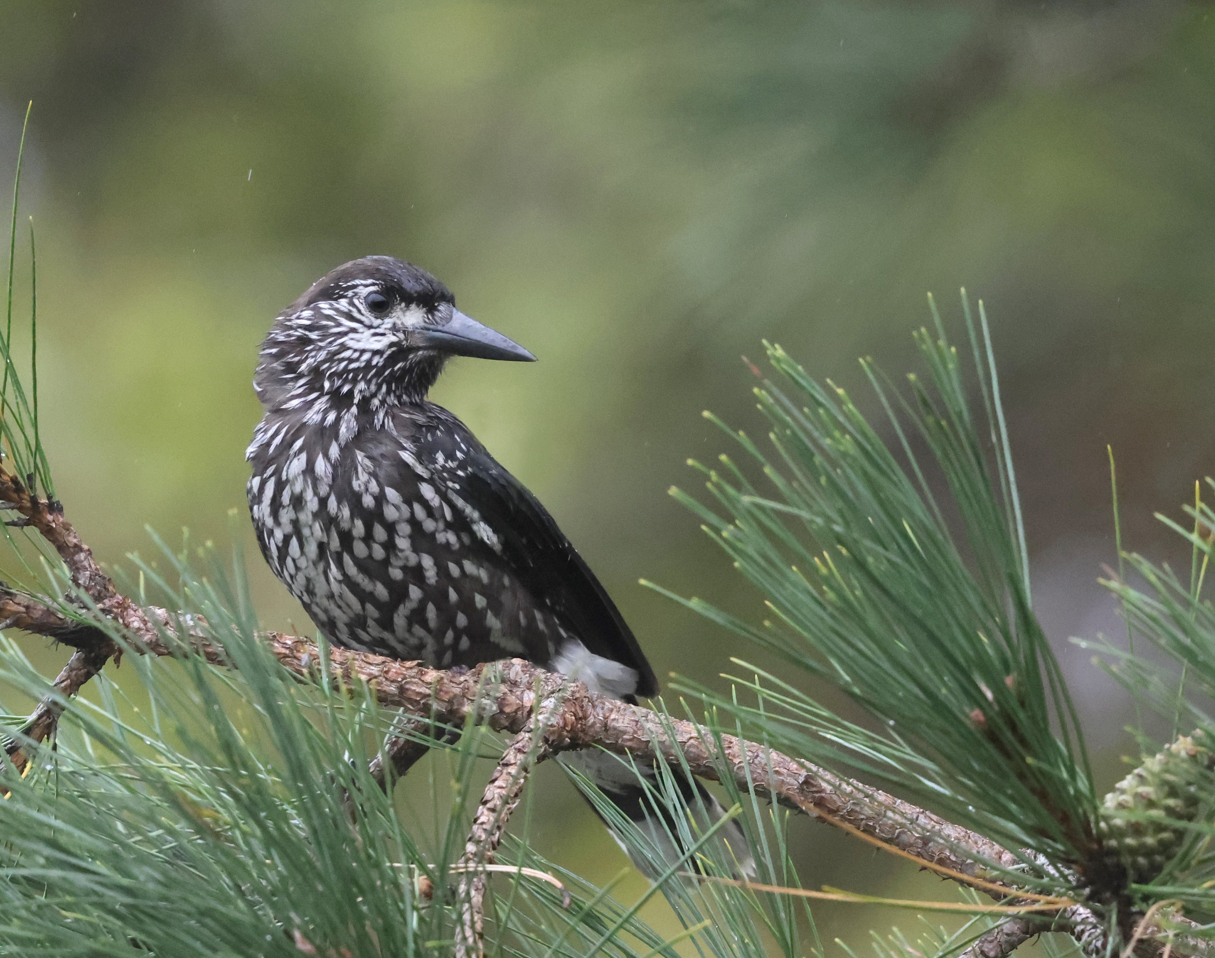 Slender-billed Nutcracker