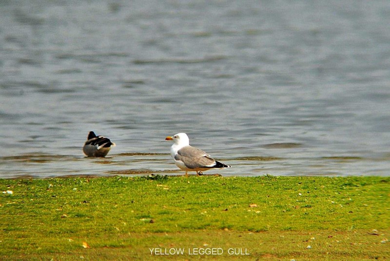 Yellow-legged Gull