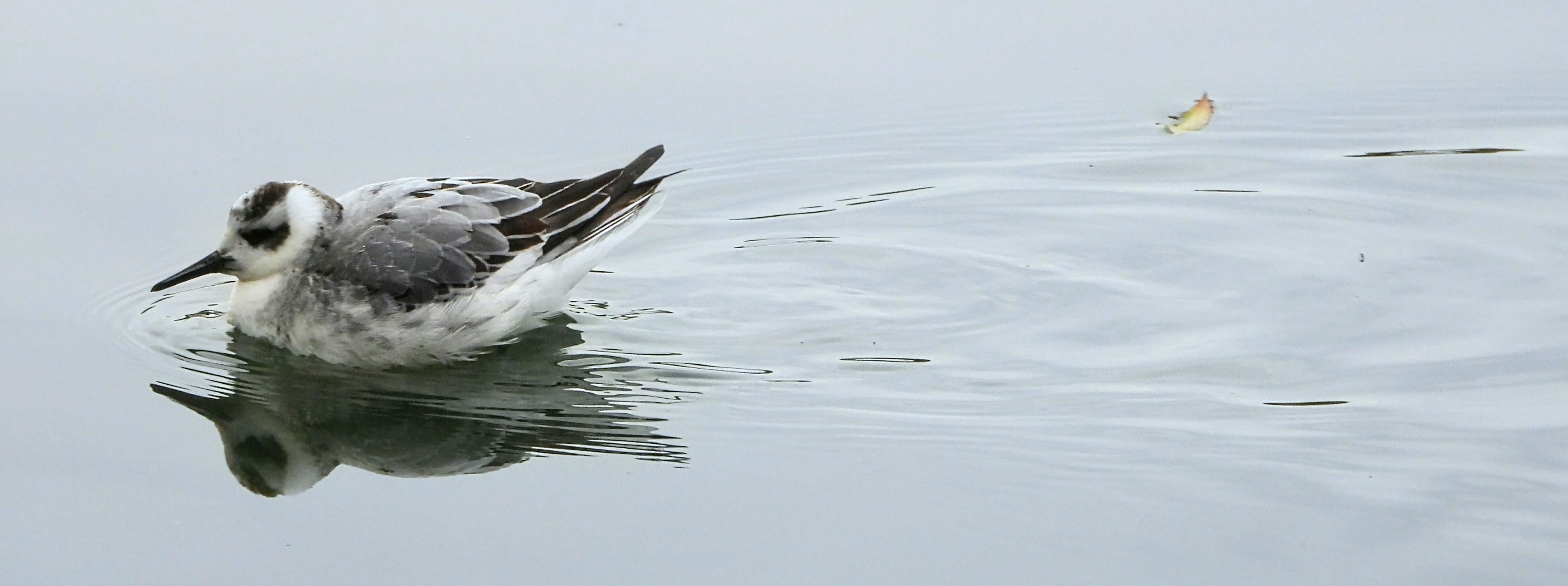 Grey Phalarope