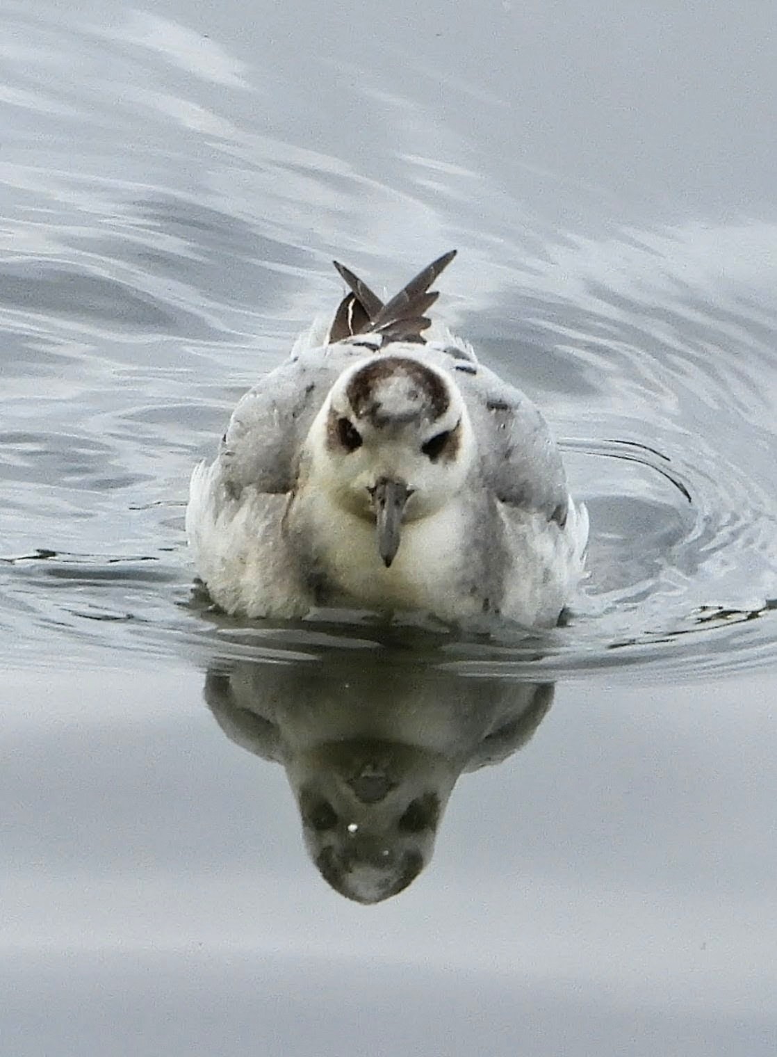 Grey Phalarope