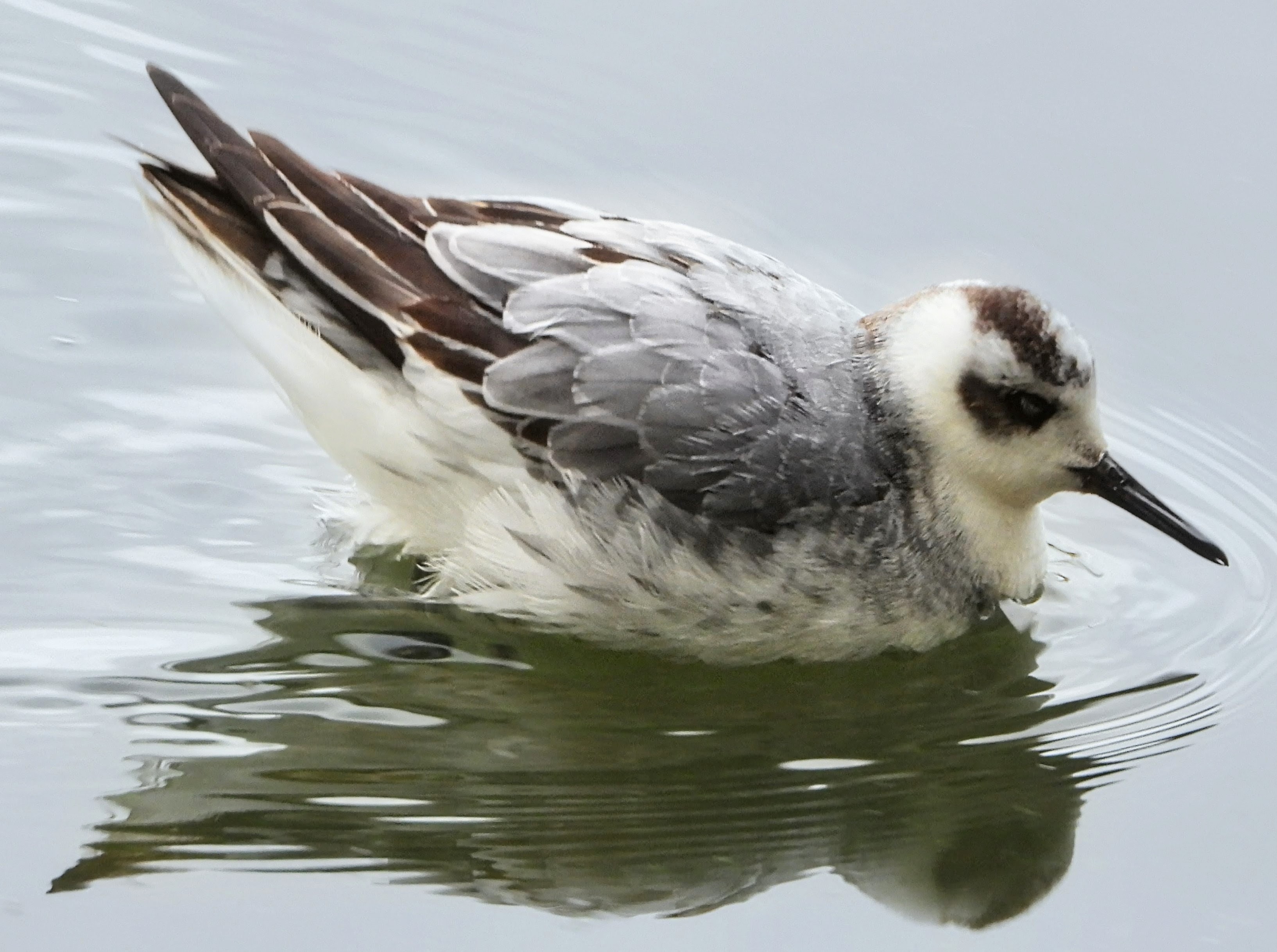 Grey Phalarope