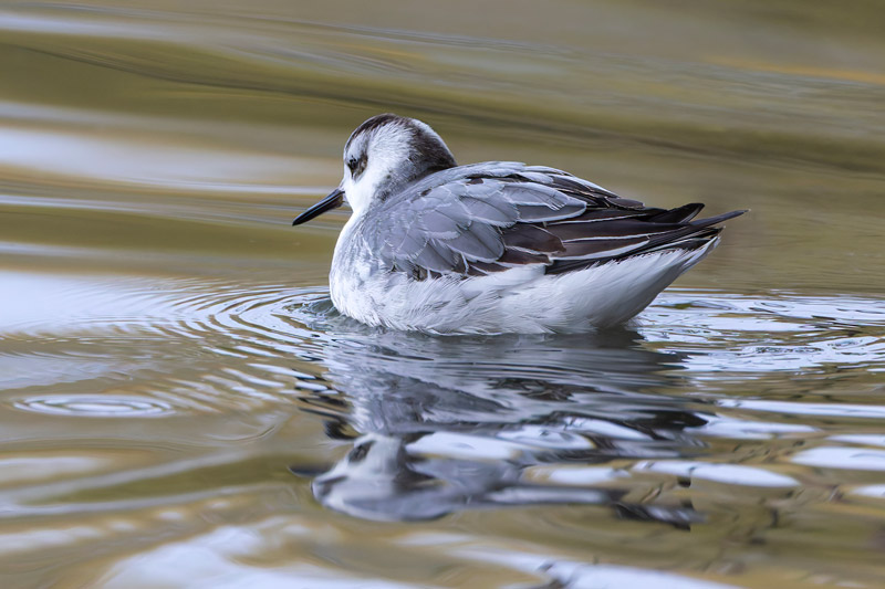 Grey Phalarope