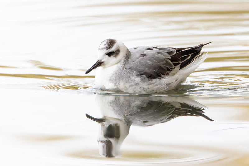 Grey Phalarope