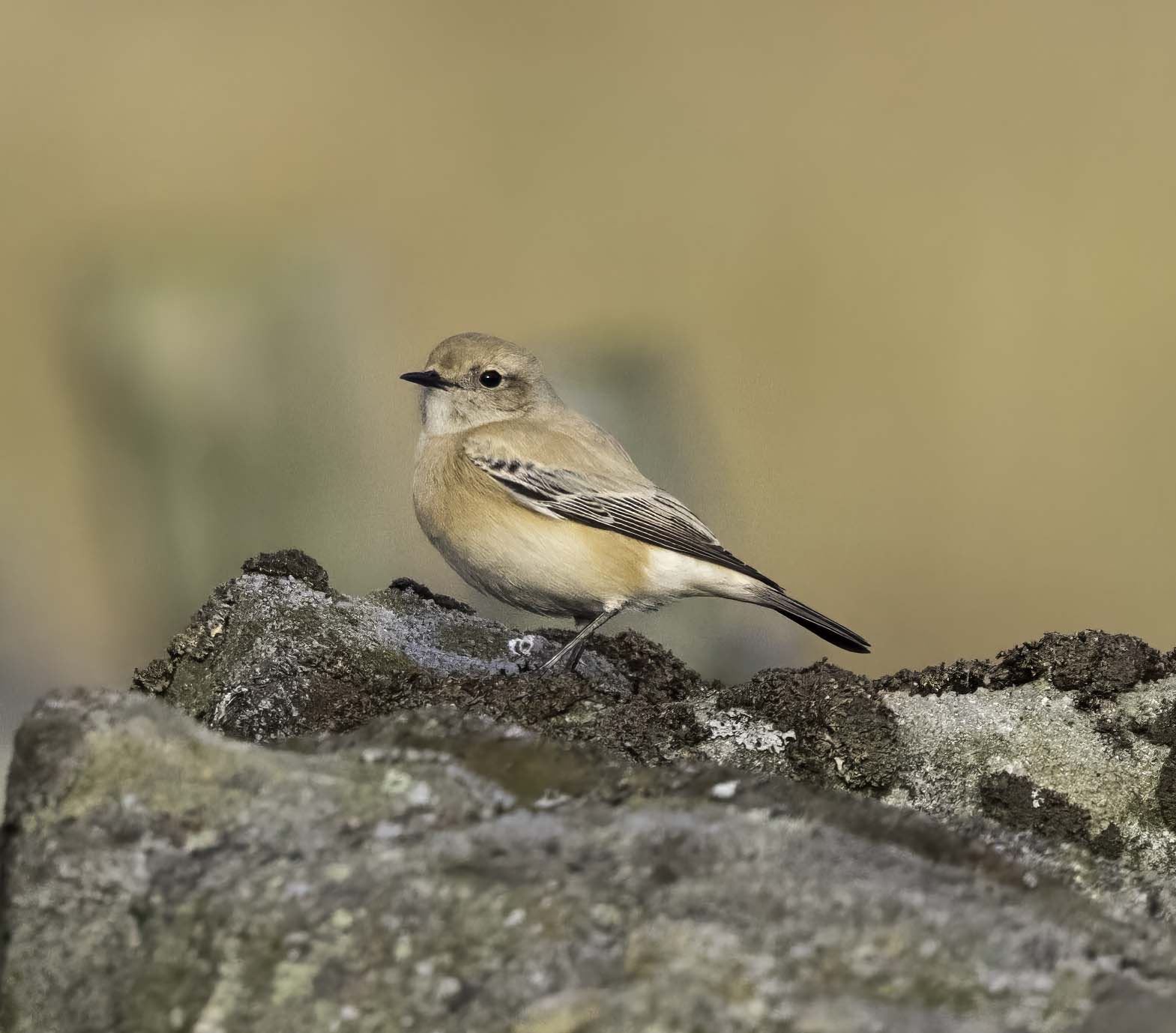 Desert Wheatear
