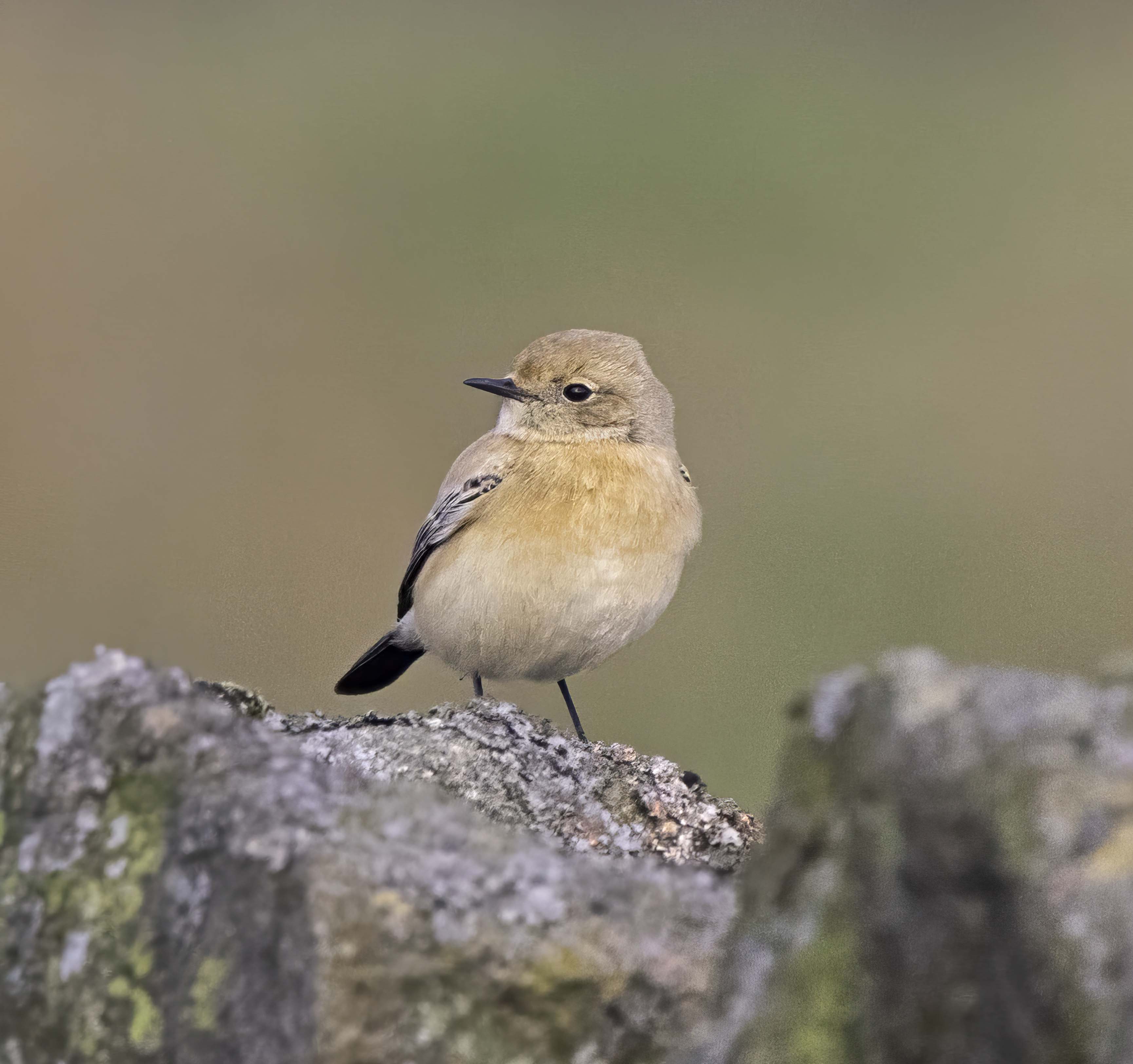 Desert Wheatear