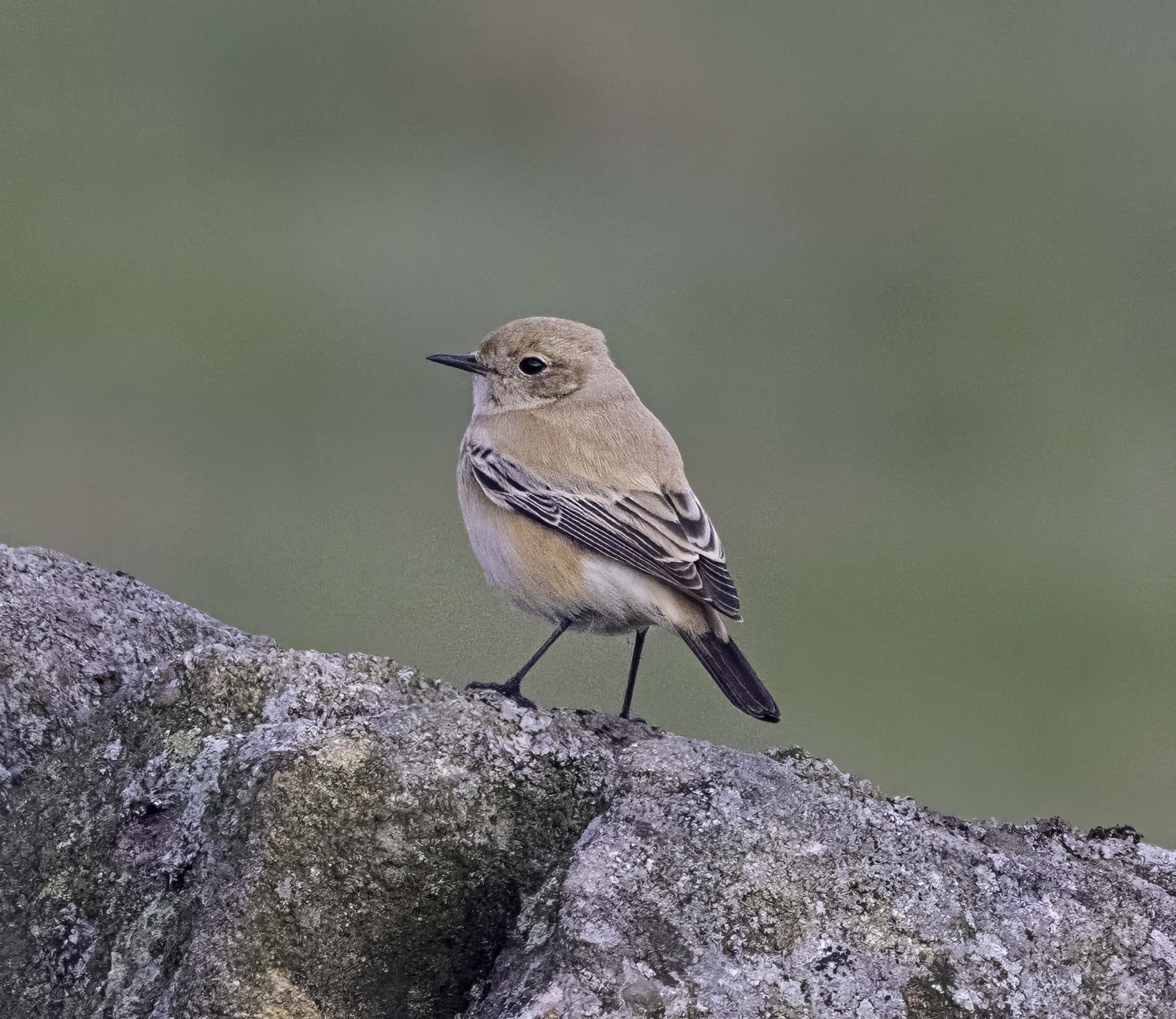 Desert Wheatear