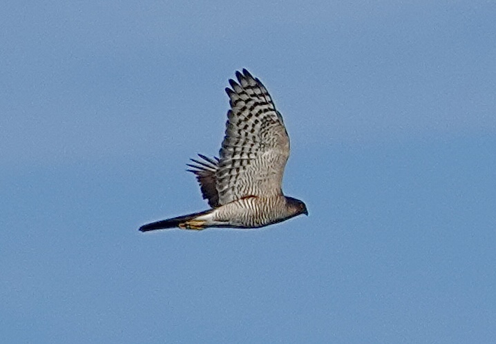 Sparrowhawk