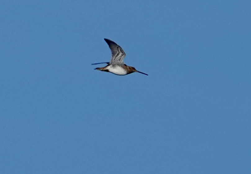 Snipe