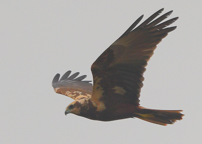 Marsh Harrier