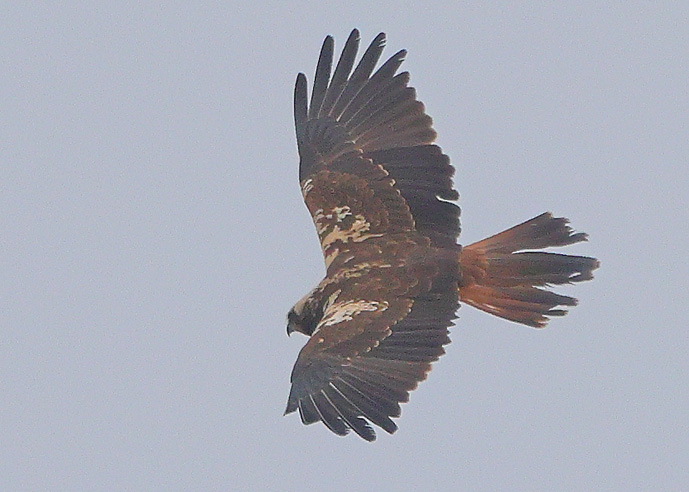 Marsh Harrier