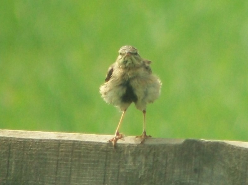 Tawny Pipit