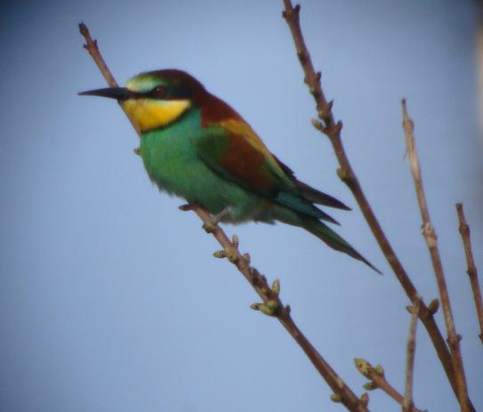Bee-eater