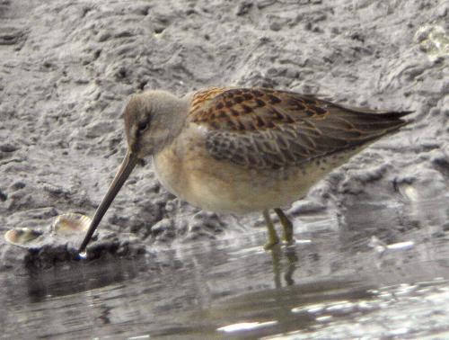 Long-billed Dowitcher