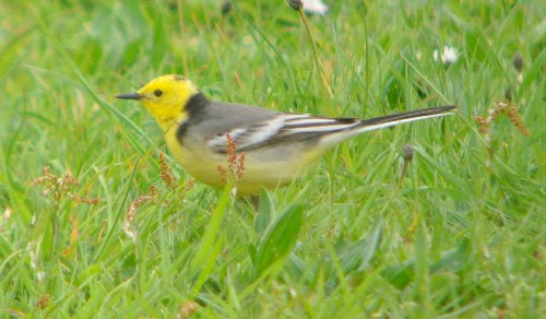 Citrine Wagtail