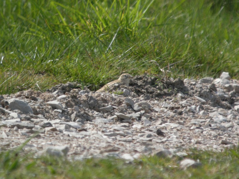 Short-toed Lark