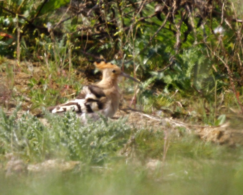 Hoopoe
