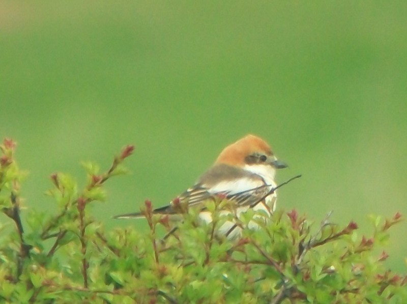 Woodchat Shrike