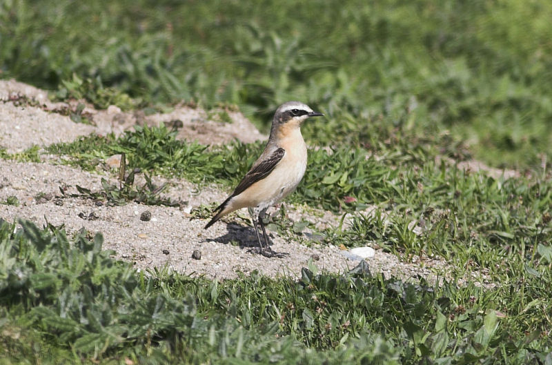 Wheatear