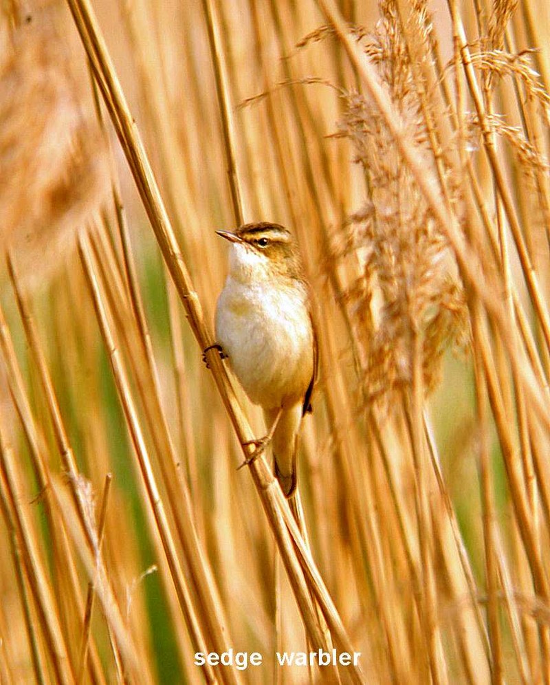 Sedge Warbler