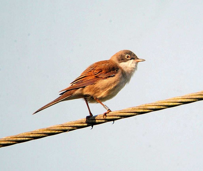 Whitethroat
