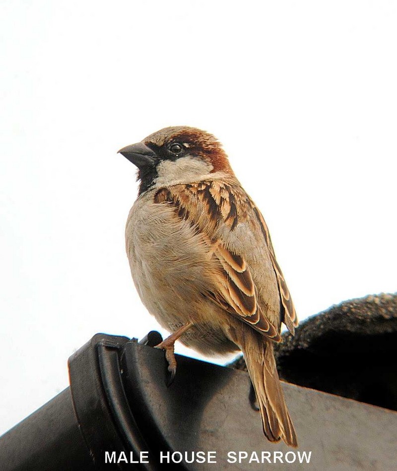 House Sparrow