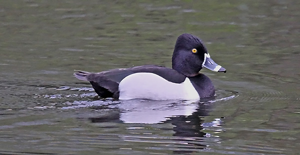 Ring-necked Duck