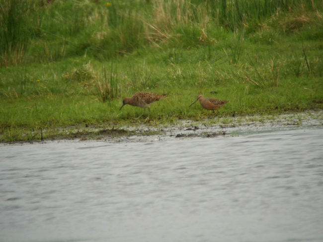 Long-billed Dowitcher