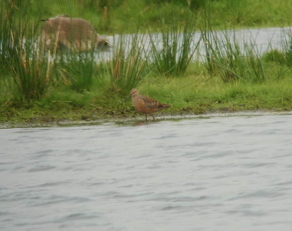 Long-billed Dowitcher