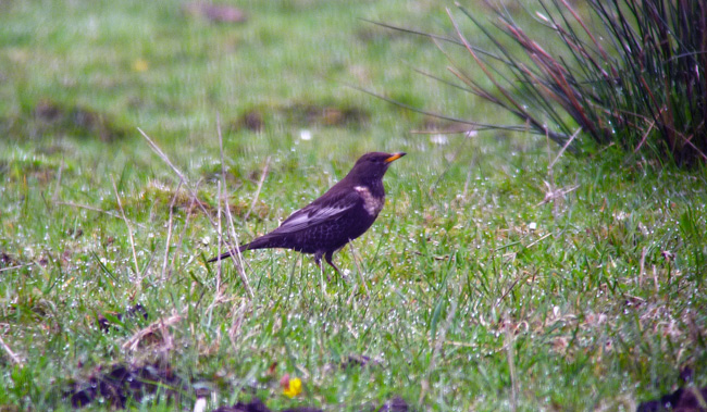 Ring Ouzel