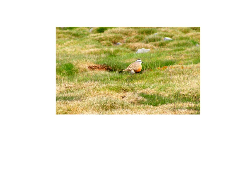 Dotterel