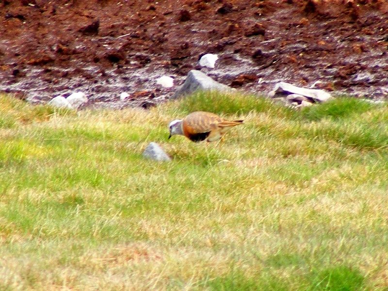 Dotterel
