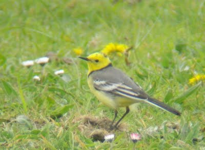 Citrine Wagtail