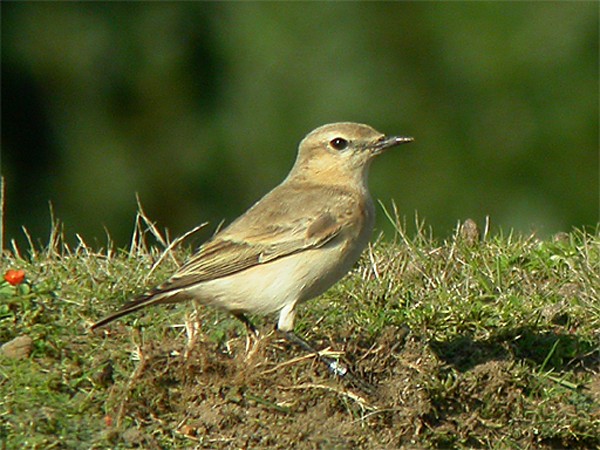 Isabelline Wheatear