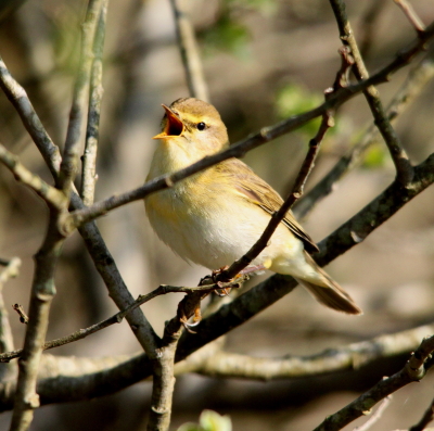 Willow Warbler