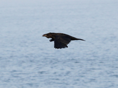 Raven