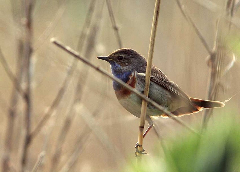 White-spotted Bluethroat