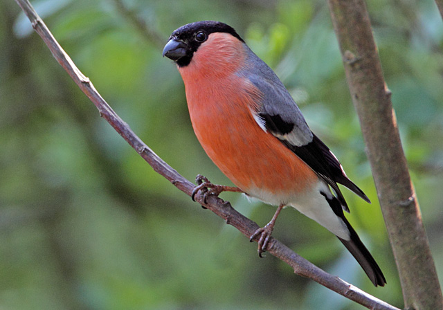 Bullfinch