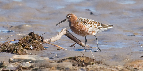 Curlew Sandpiper