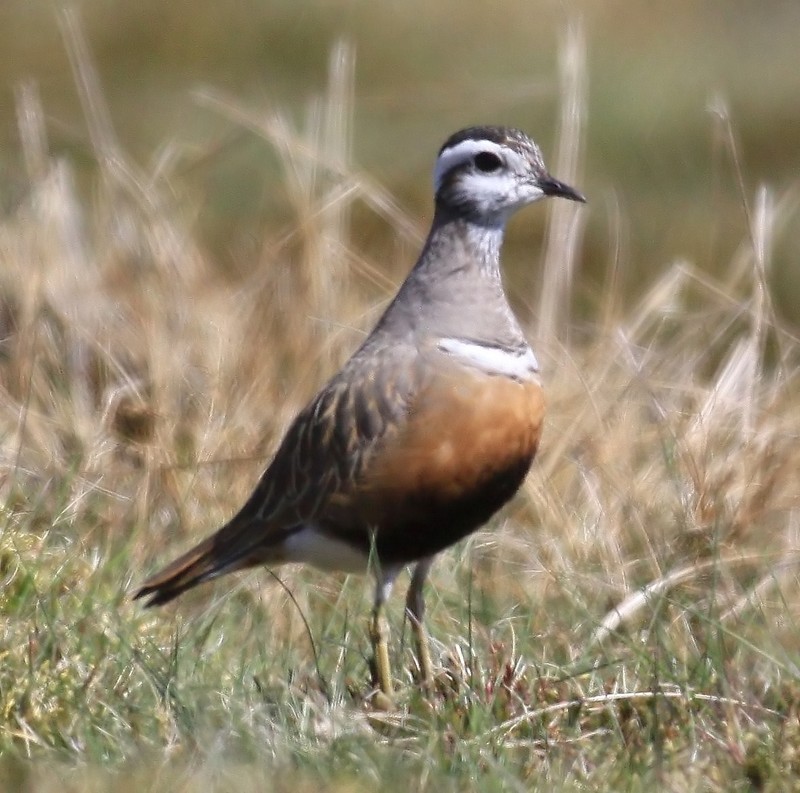 Dotterel