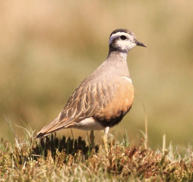 Dotterel