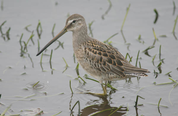 Long-billed Dowitcher