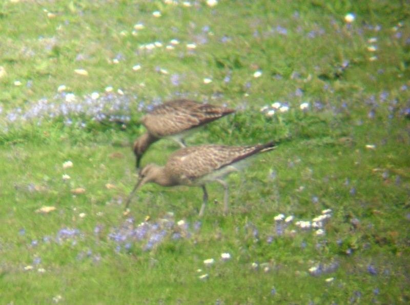 Whimbrel