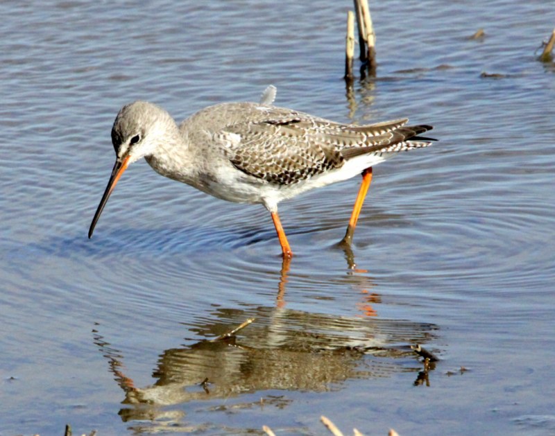 Spotted Redshank