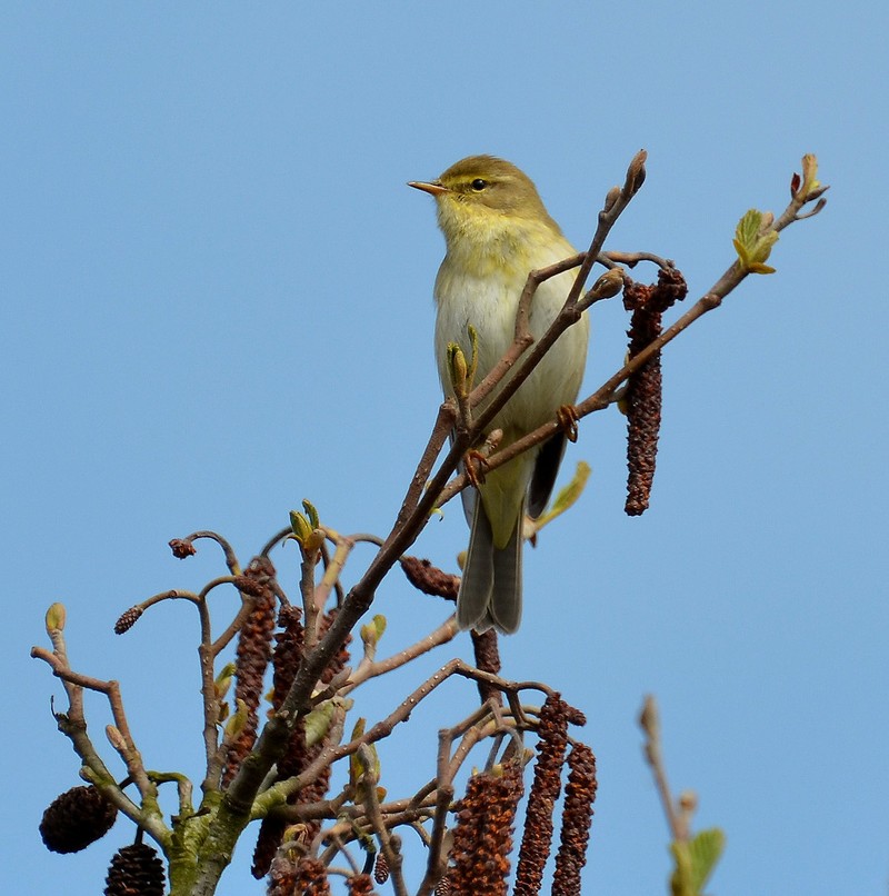 Willow Warbler