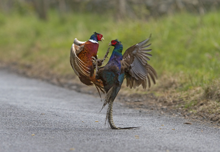 Pheasant