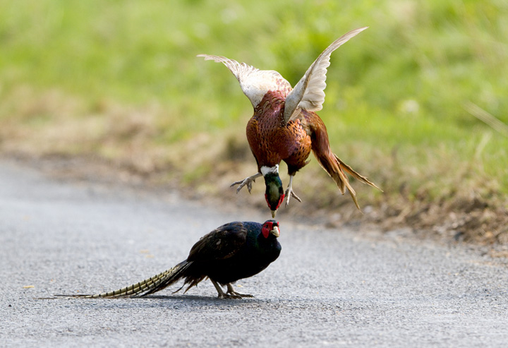 Pheasant