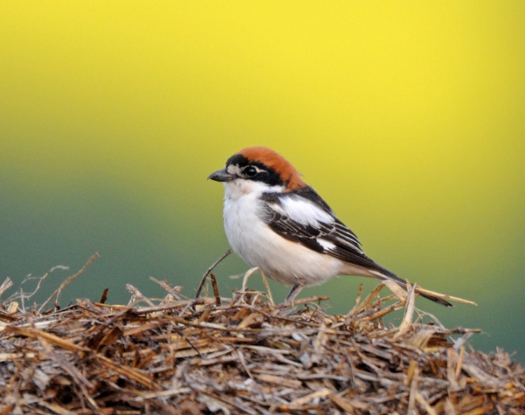 Woodchat Shrike